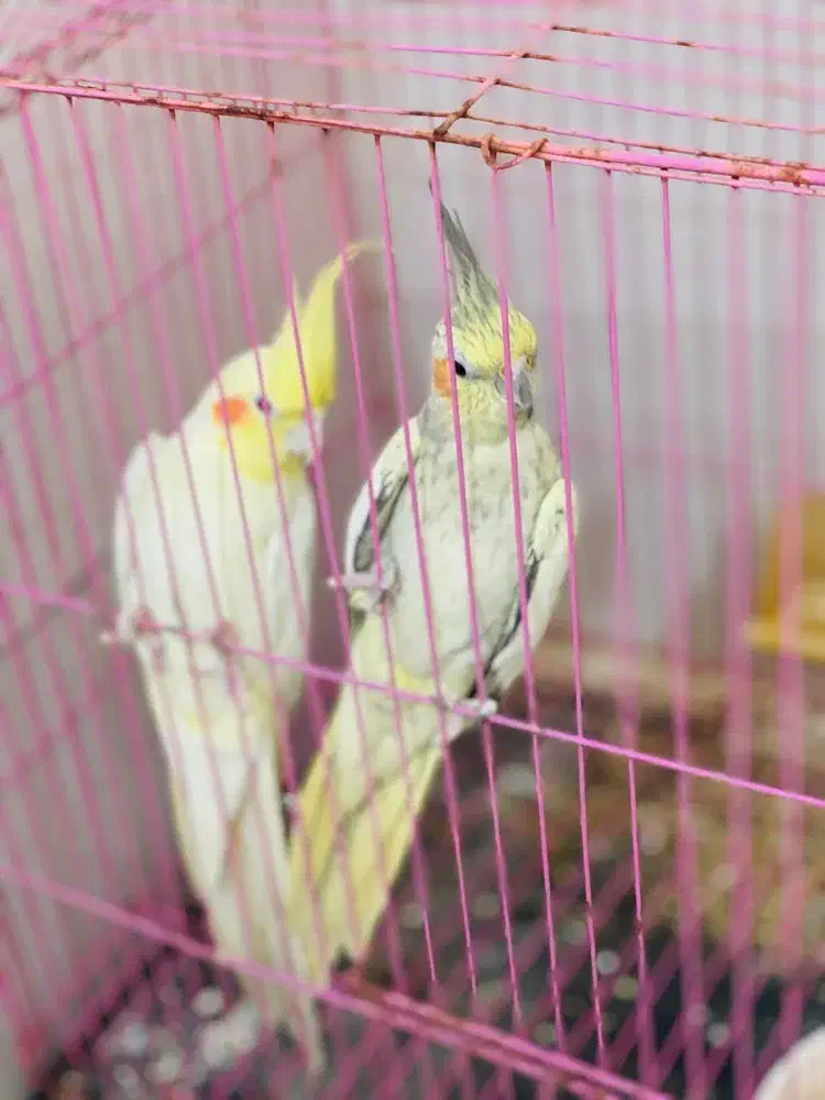 کبوتر|پرنده|بندرعباس, |دیوار