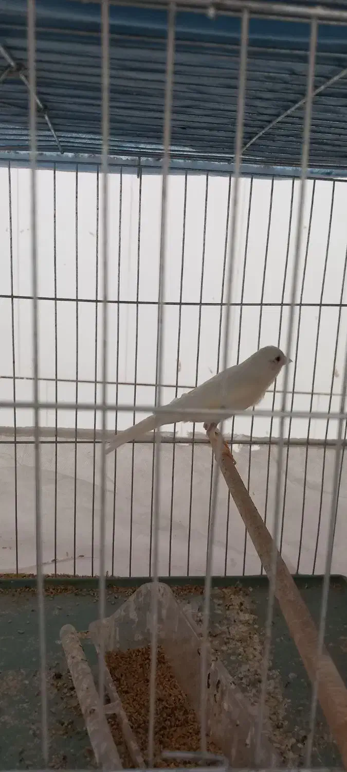 قناری|پرنده|بافق, |دیوار