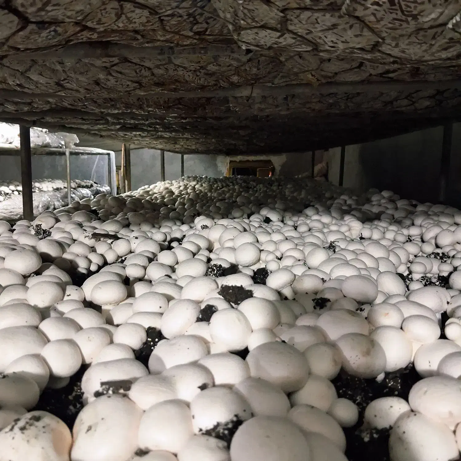 کار شناس تولید قارچ|خدمات آموزشی|باوی, |دیوار