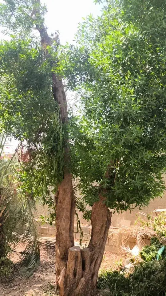 بریدن درخت ونخل|خدمات باغبانی و درختکاری|خرمشهر, |دیوار