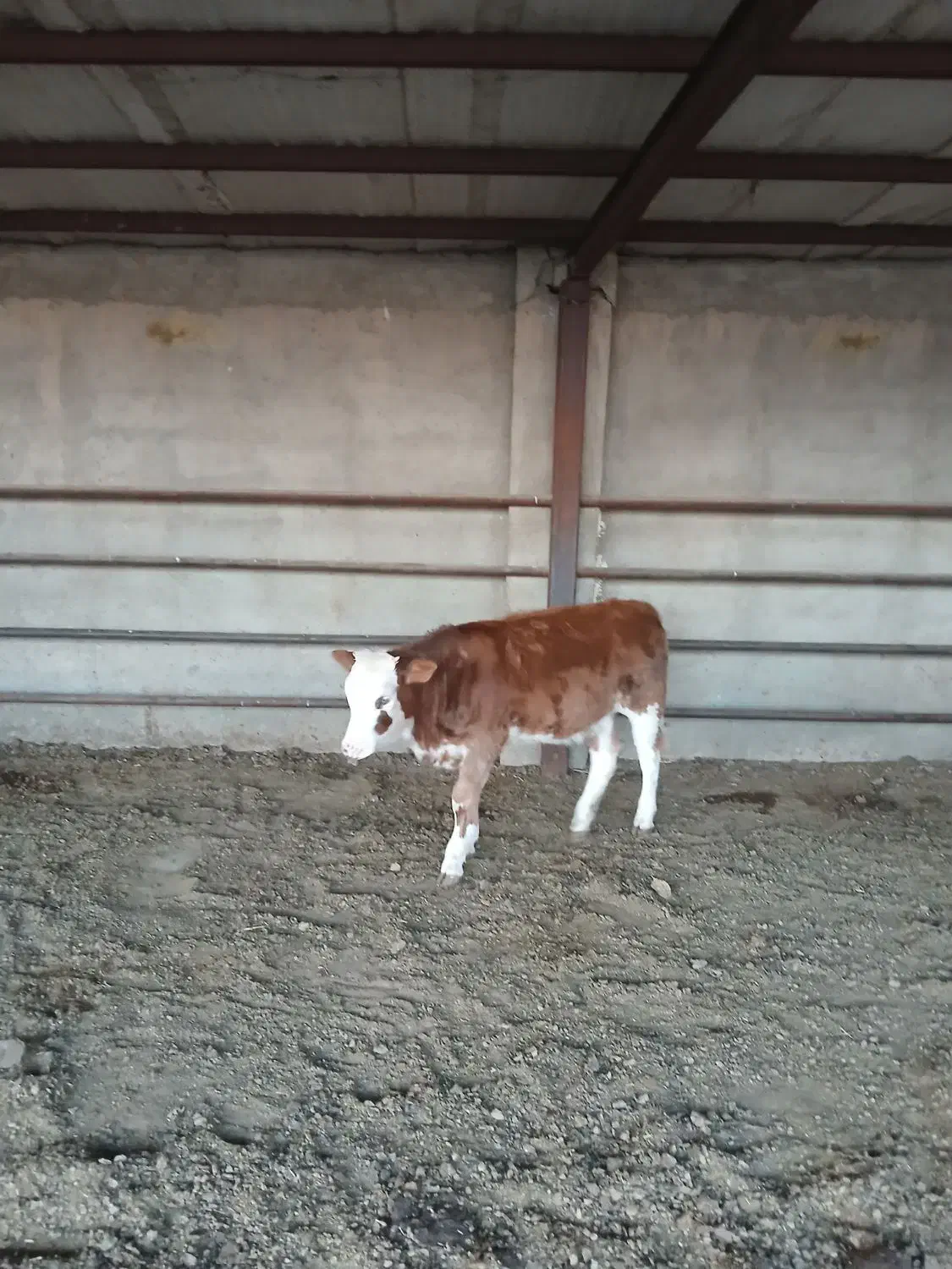 گوساله های خوب سه تا ماده دوتا نر هستش سالم|حیوانات مزرعه|شهریار, فرارت|دیوار