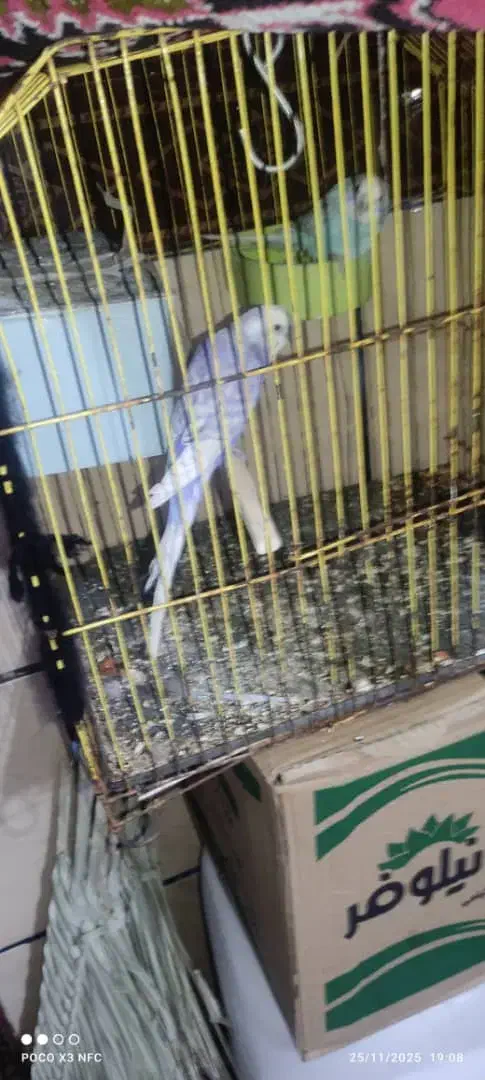 جفت مرغ عشق رینبو|پرنده|بندر ماهشهر, |دیوار