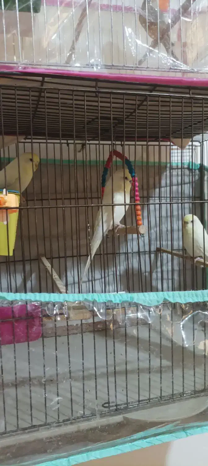 مرغ عشق|پرنده|شیراز, شهرک برق|دیوار