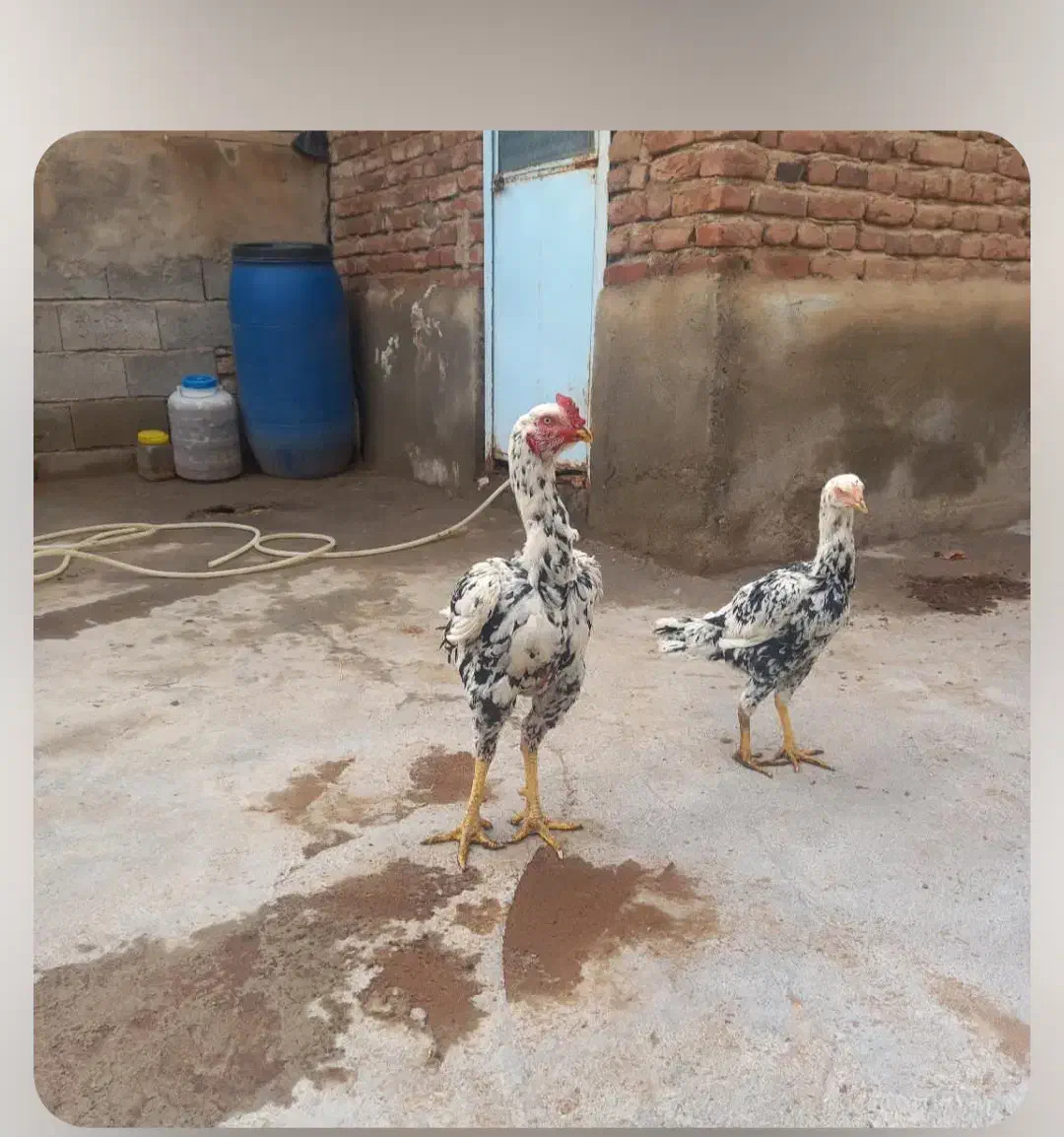 یک خروس لاری اصل با مرغ|حیوانات مزرعه|بناب, |دیوار