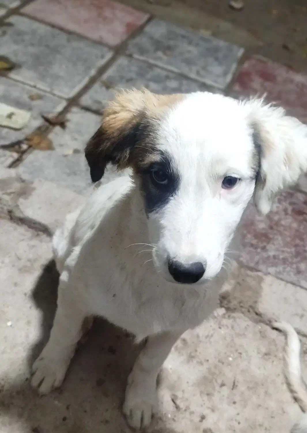 سگ نگهبان/نژاد دار/|سگ|ری, دولتآباد|دیوار