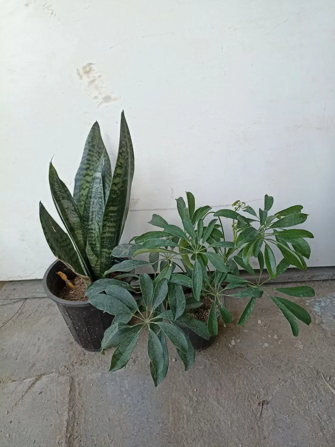 گل‌های آپارتمانی|گل و گیاه طبیعی|کنارک, |دیوار