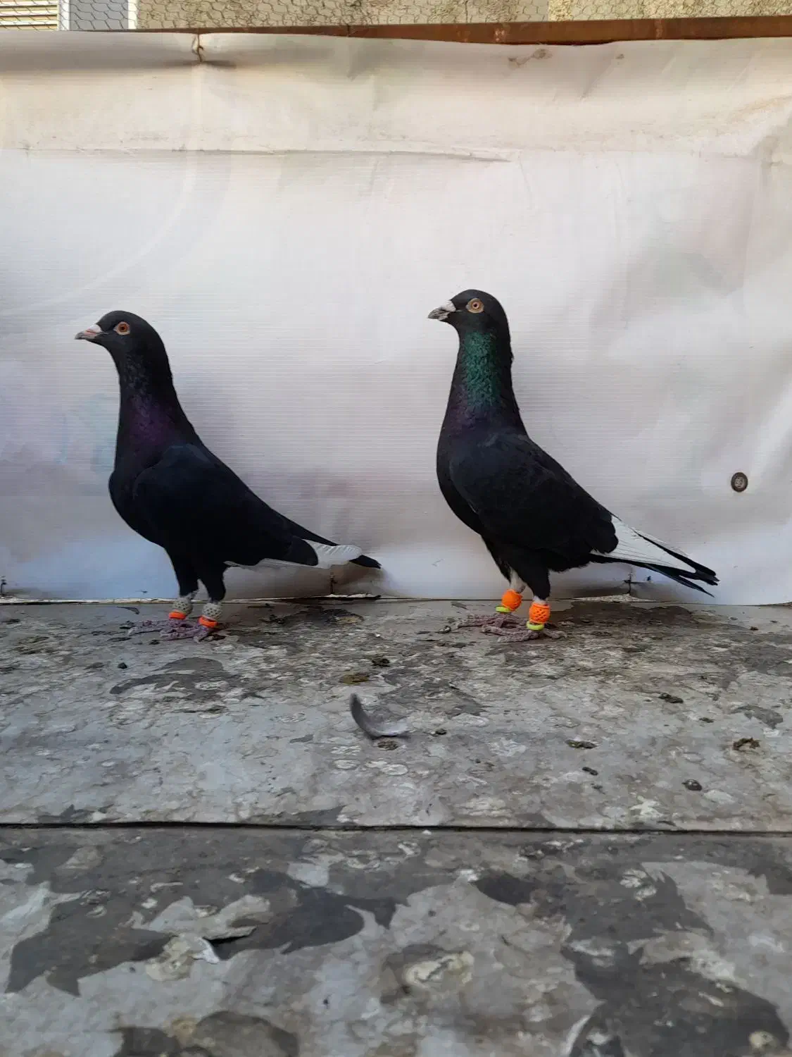 کبوتر رنگی|پرنده|قزوین, |دیوار