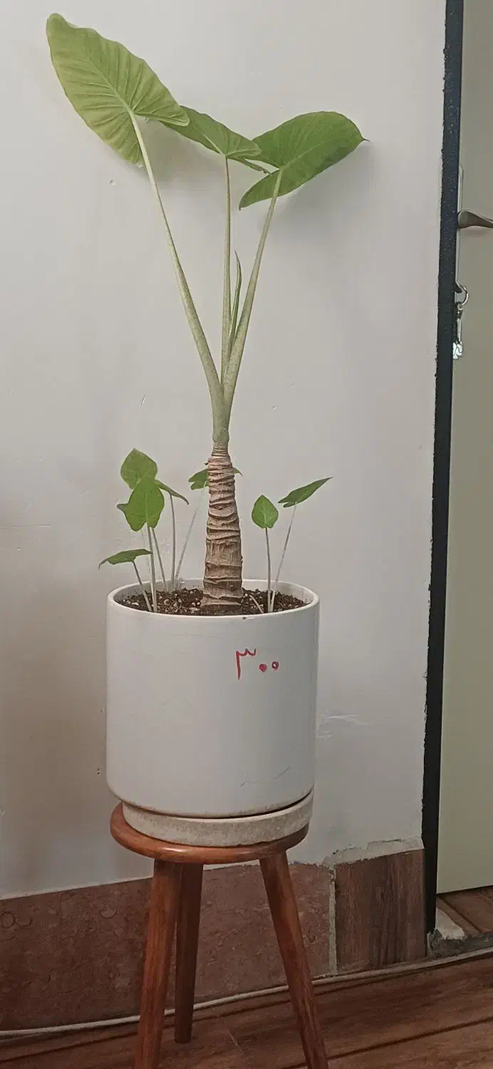 گل بابا آدم|گل و گیاه طبیعی|سرپل ذهاب, |دیوار