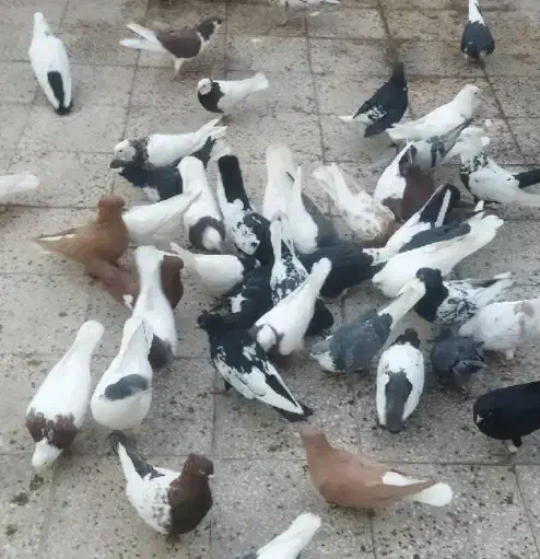 حیوون رنگه|پرنده|سبزوار, امیر کبیر|دیوار