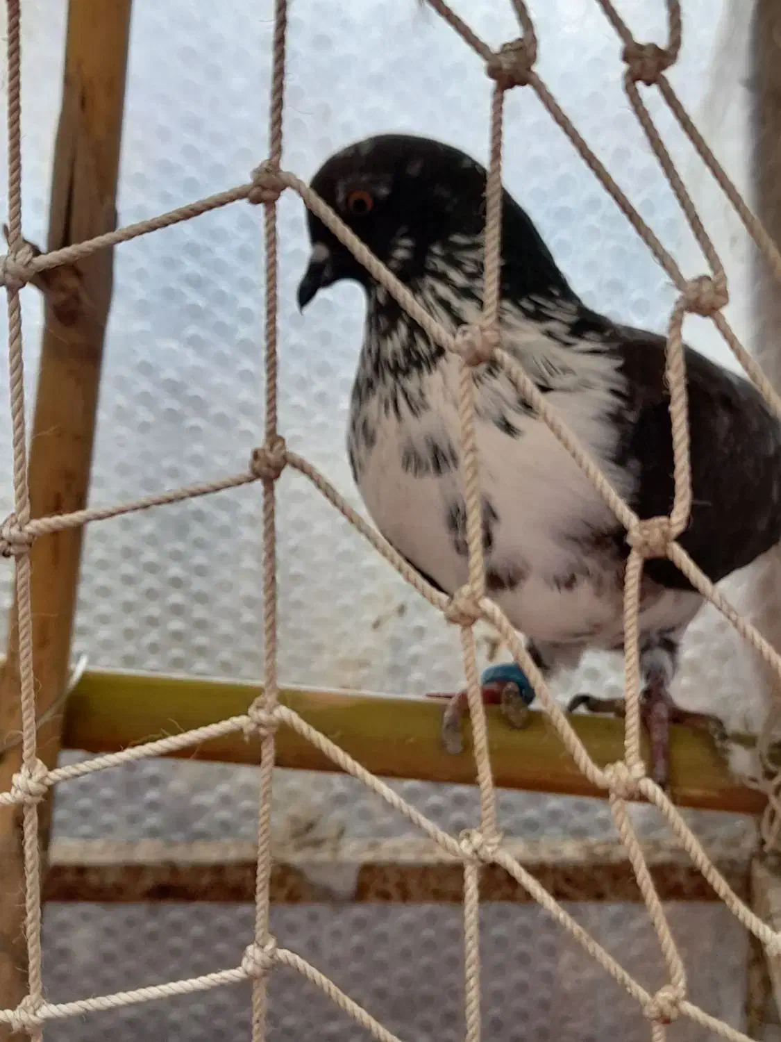 کبوتر باخت رفته|پرنده|رشت, حومه رشت|دیوار