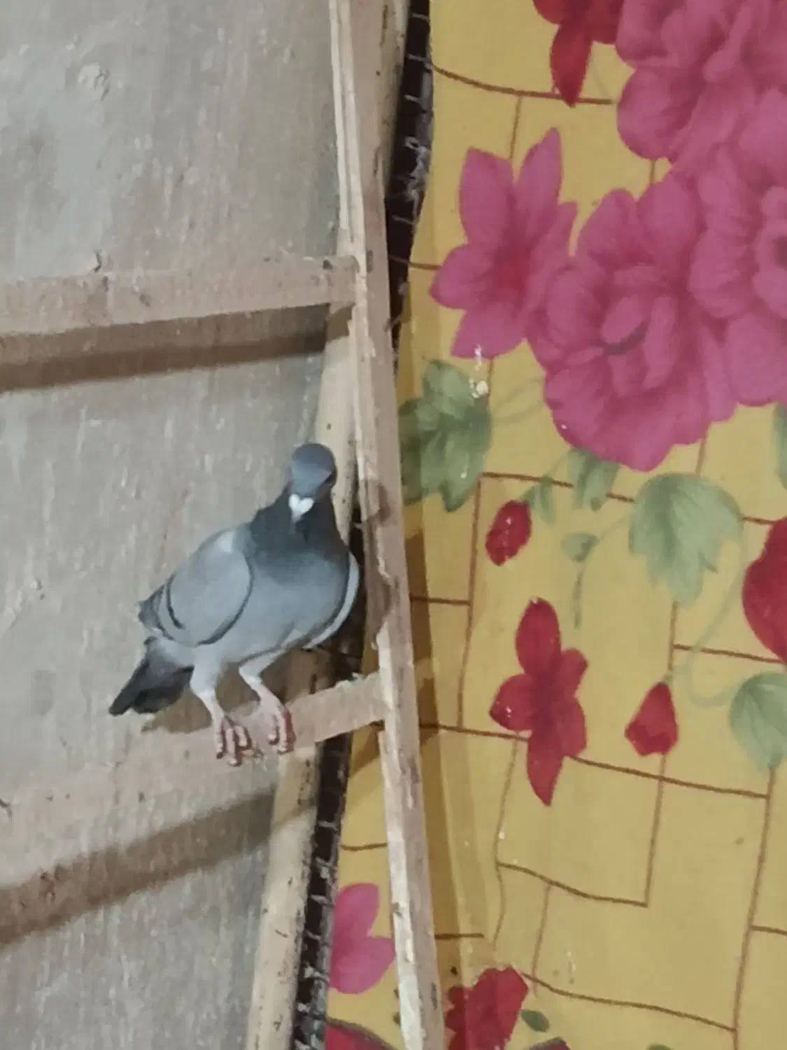 زاجر کیلومتری|پرنده|یزد, |دیوار