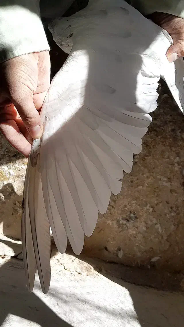 کفتر|پرنده|گلپایگان, |دیوار