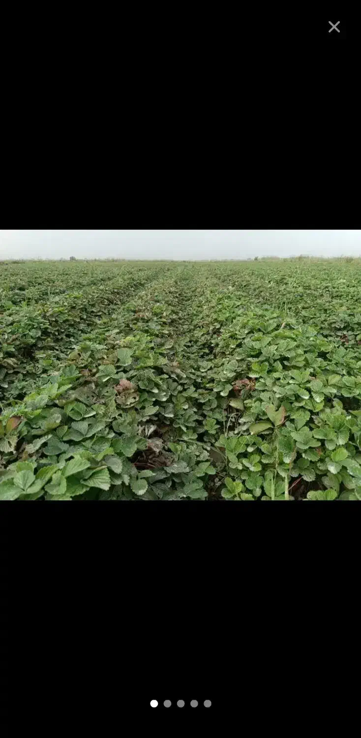 نهال توت فرنگی|گل و گیاه طبیعی|خان ببین, |دیوار