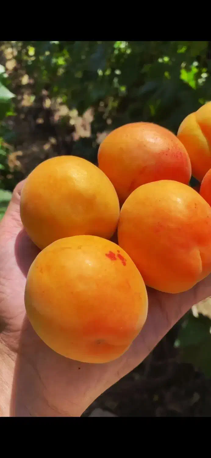 نهال زردآلو پزتقالی رویشی|خدمات باغبانی و درختکاری|رباط‌کریم, رباط‌کریم|دیوار