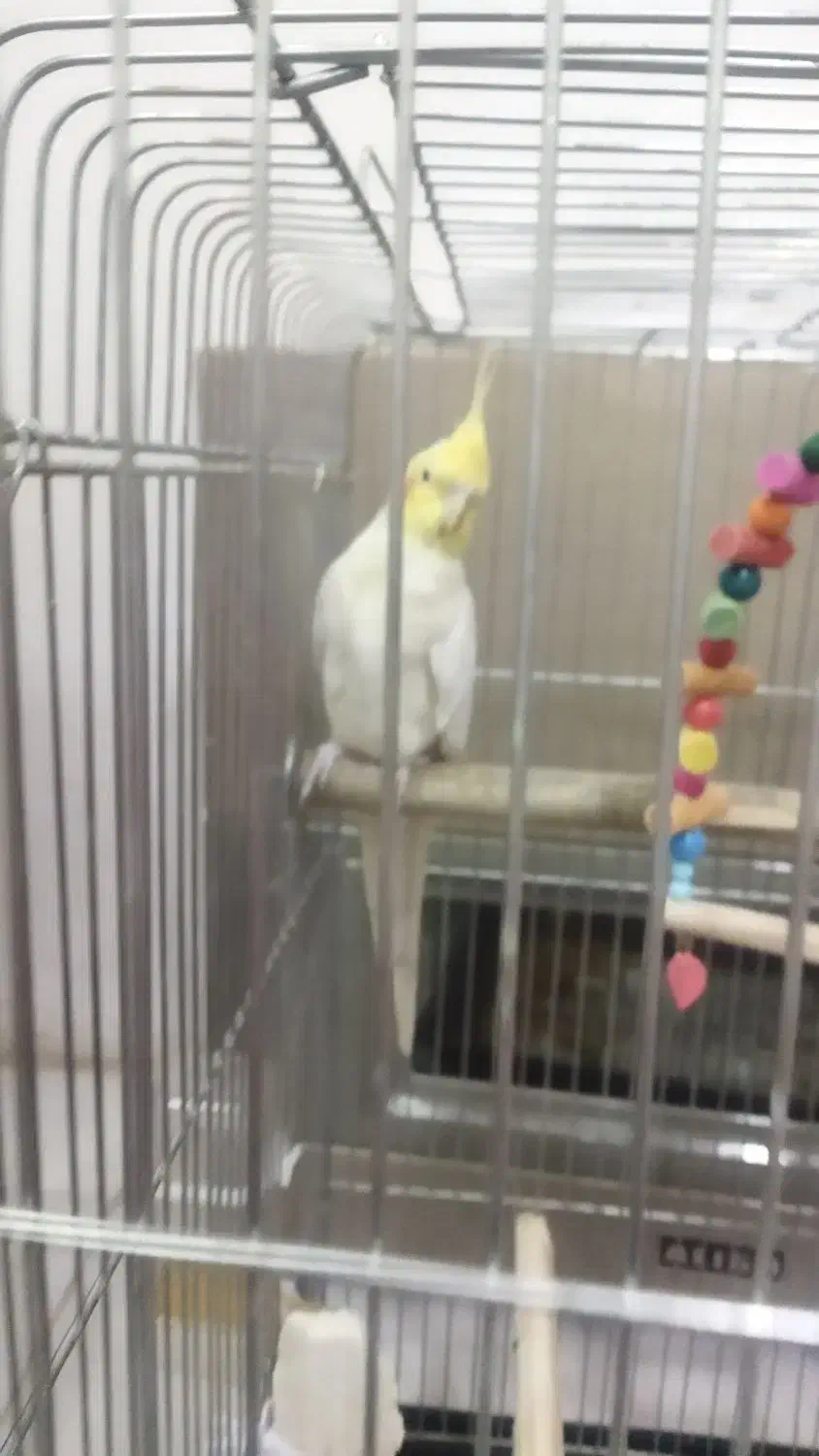 فروش عروس و برزیلی|پرنده|لالجین, |دیوار