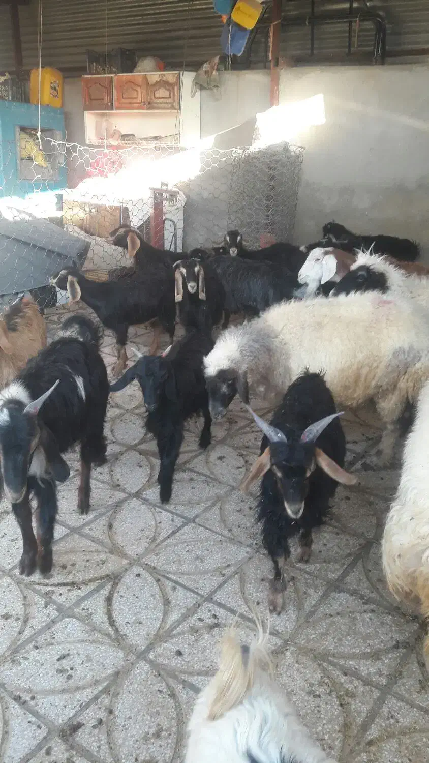 بزغاله نرو ماده چاق|حیوانات مزرعه|ملکشاهی, |دیوار