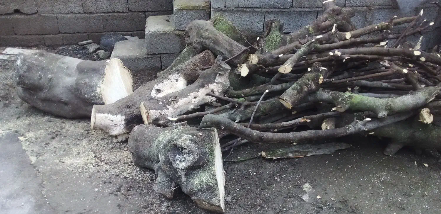 درخت انجیربریده فروش فوری|عمده‌فروشی|لوندویل, |دیوار