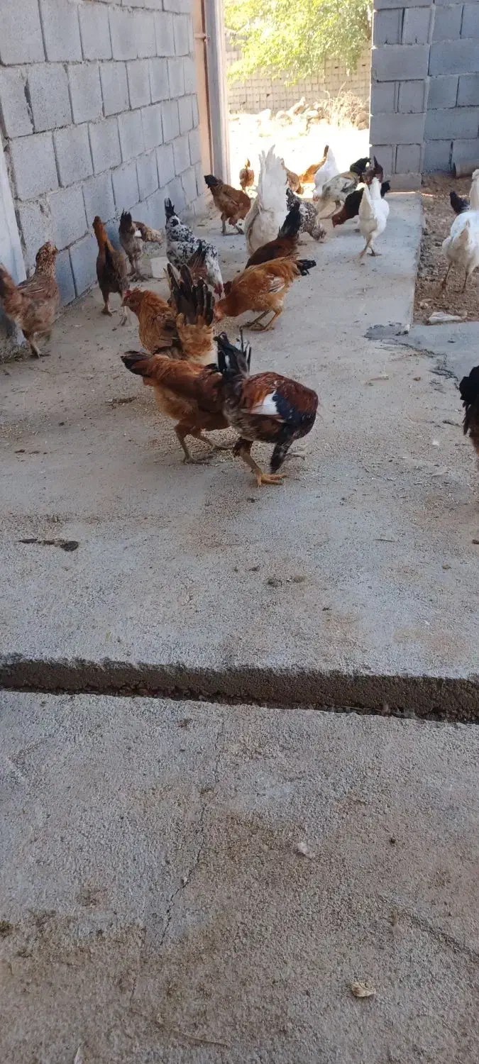 مرغ وخروس|حیوانات مزرعه|جونقان, |دیوار