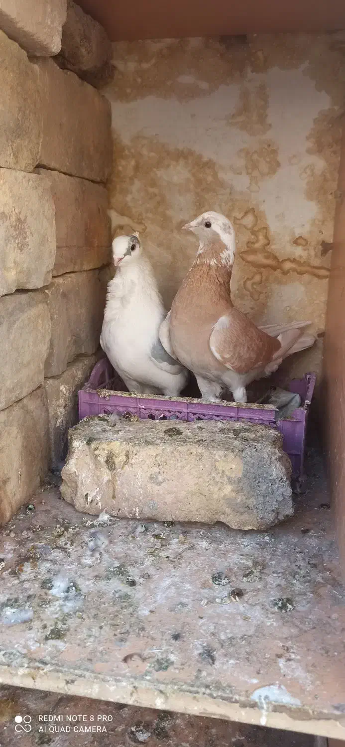 موشی کاکلی|پرنده|سمنان, |دیوار