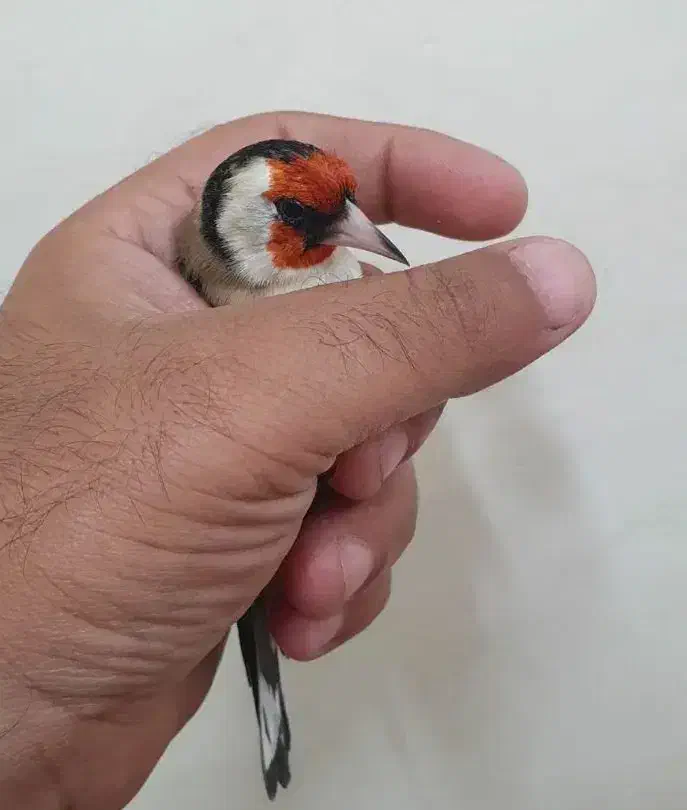 سهره نر|پرنده|شیراز, عادل آباد|دیوار