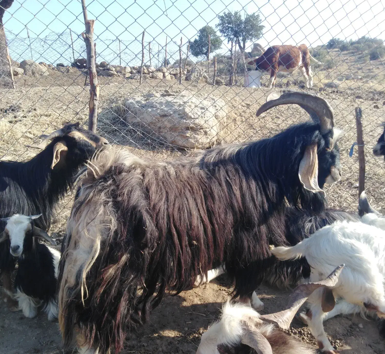 ساورین|حیوانات مزرعه|مهران (ایلام), |دیوار