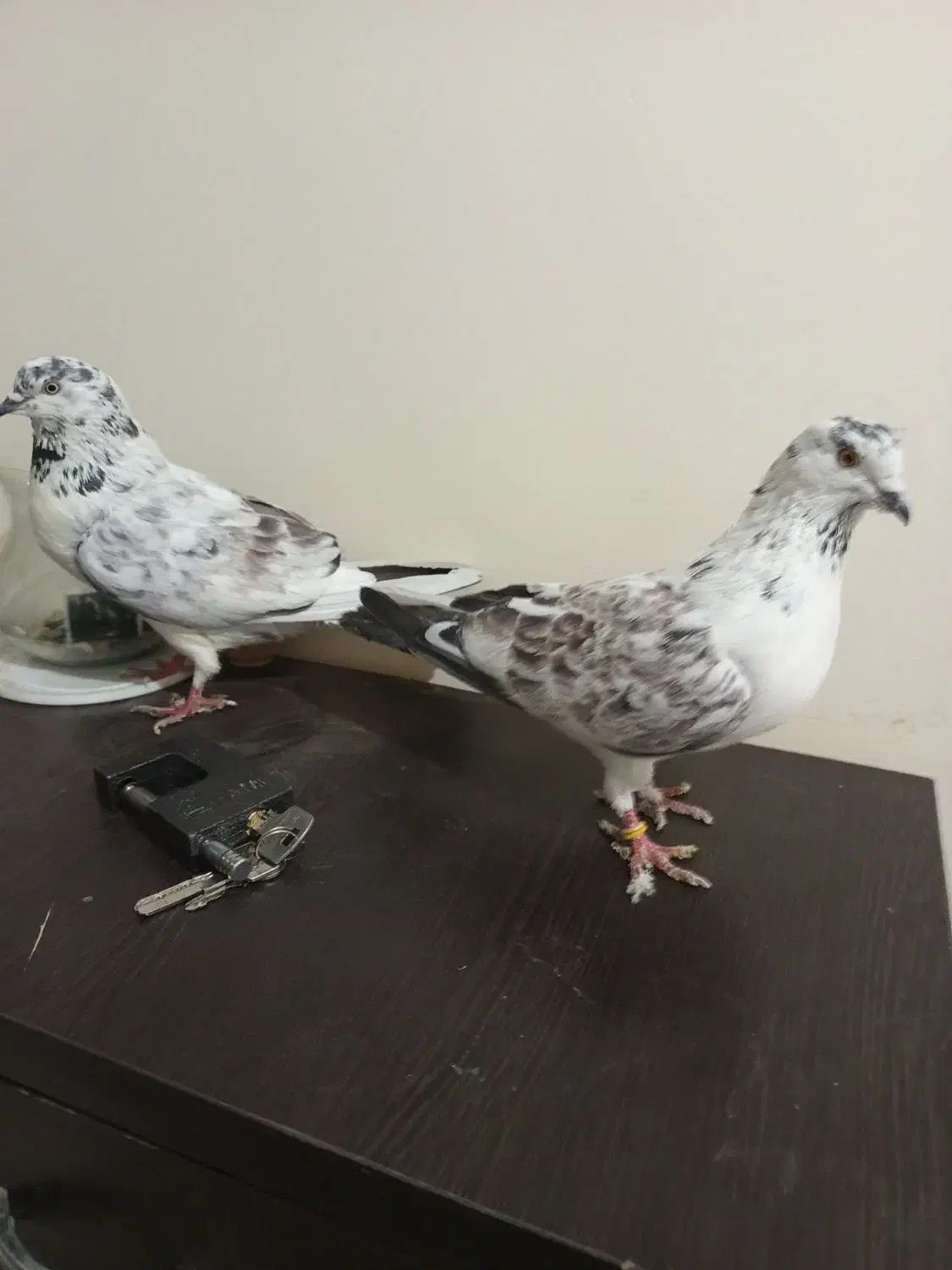 کفتر|حیوانات|ملایر, |دیوار