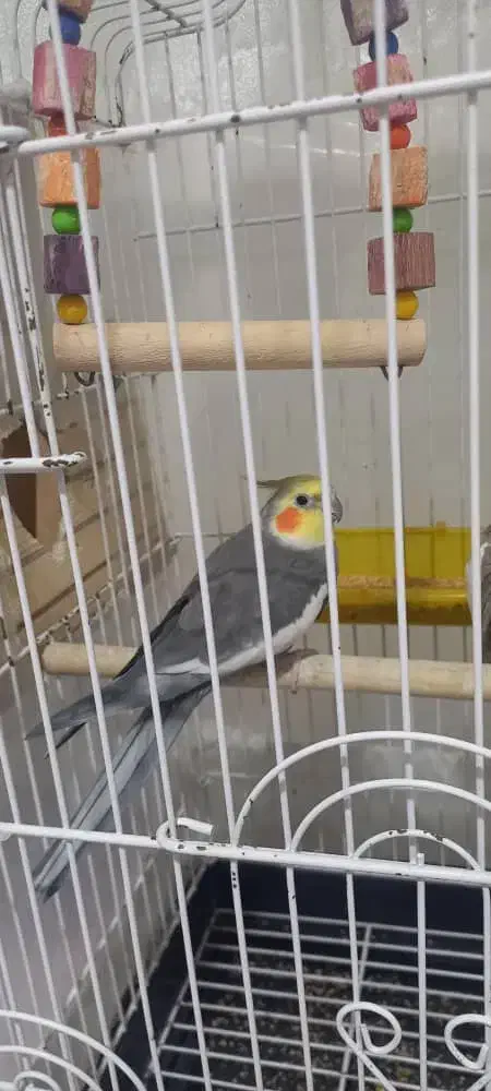 عروس هلندی نر و ماده|پرنده|تبریز, |دیوار