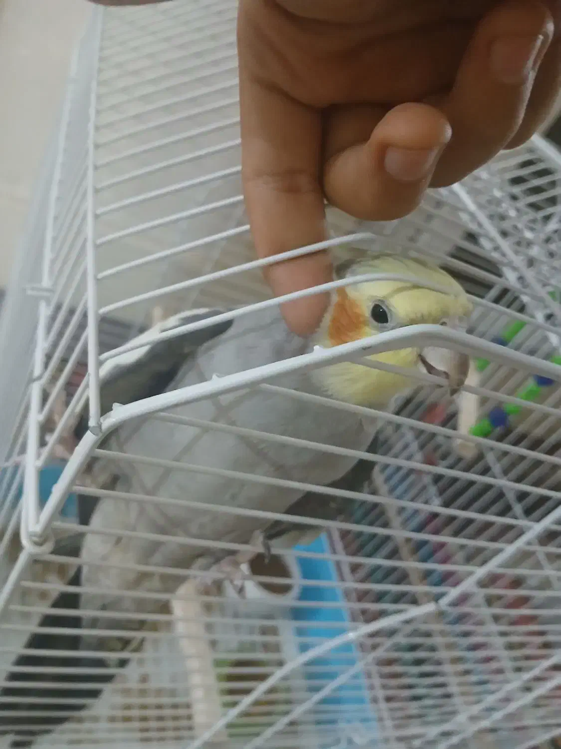 پرنده|پرنده|اهواز, کوی باهنر|دیوار