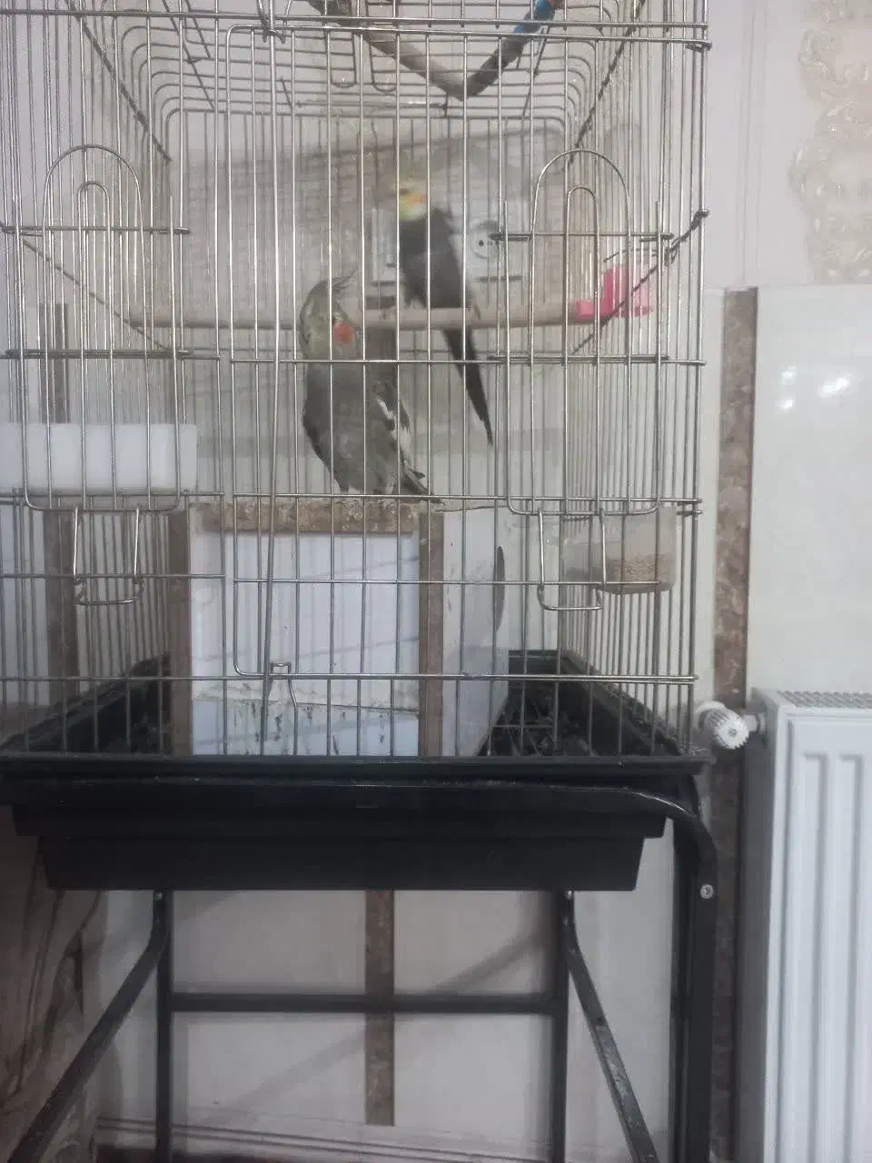 عروس هلندی جفت|پرنده|مهریز, |دیوار