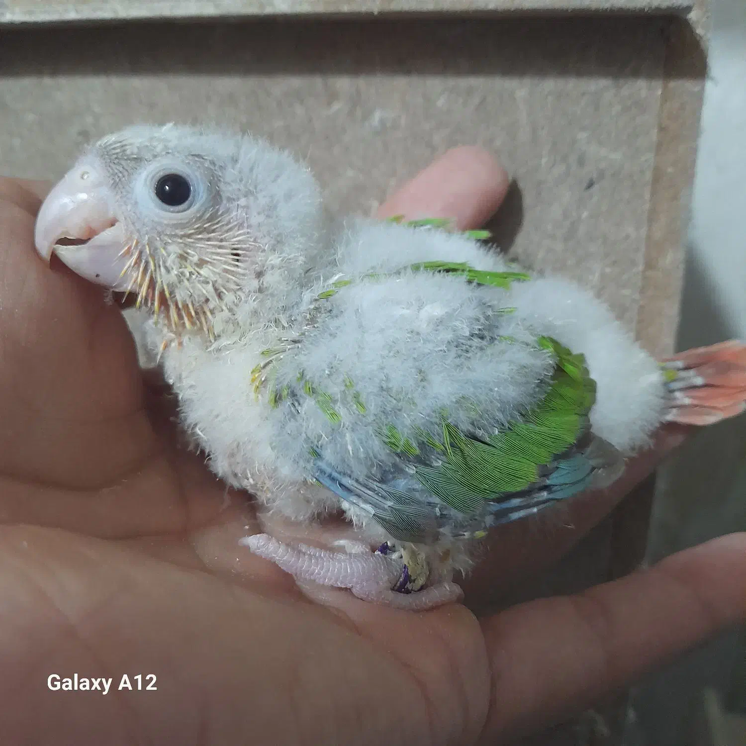 جوجه گرینچیک و جوجه برزیلی|پرنده|بهبهان, |دیوار