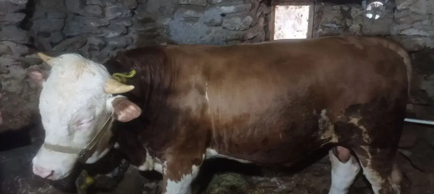 کلل|حیوانات مزرعه|کرفتو, |دیوار