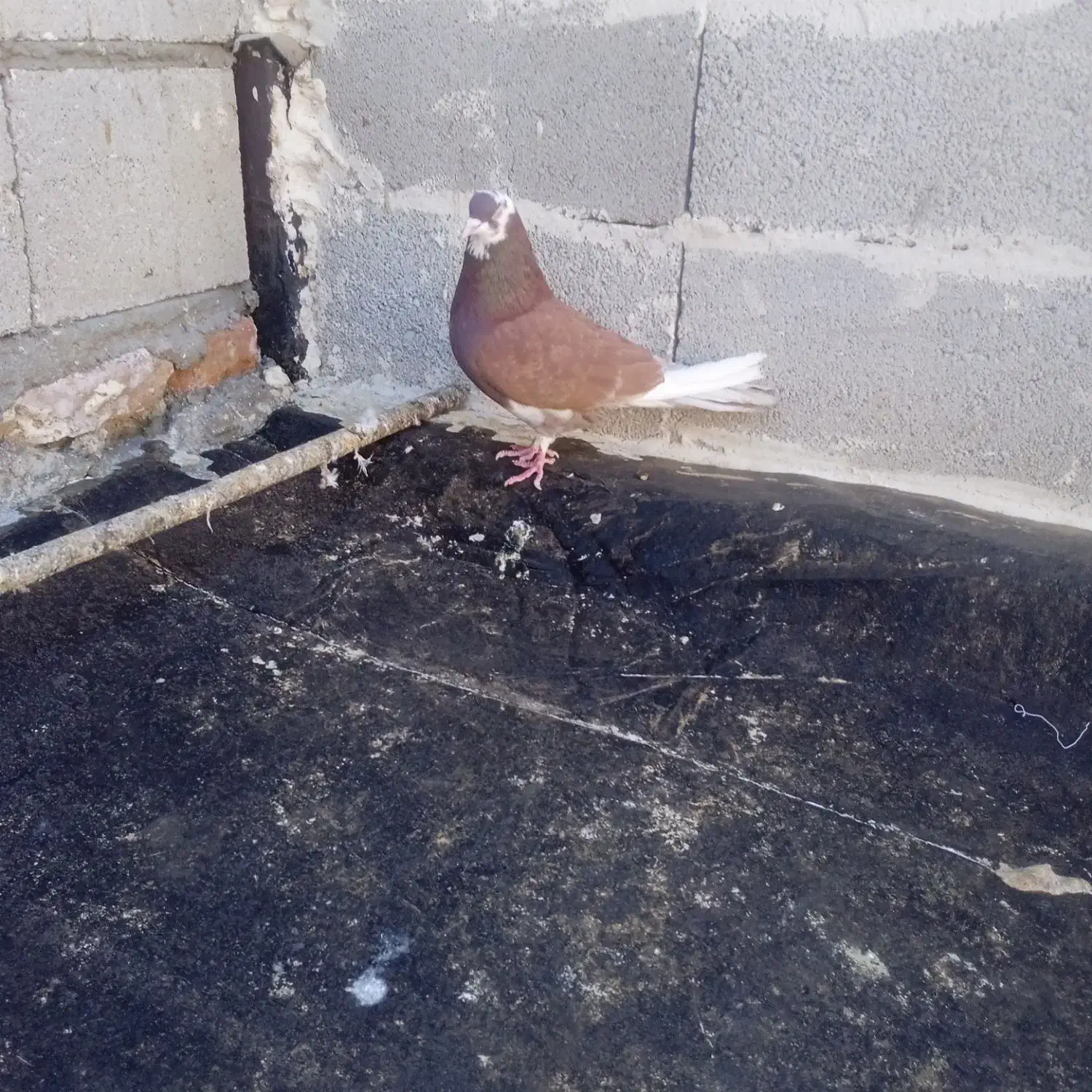 کبوتر|پرنده|تبریز, |دیوار