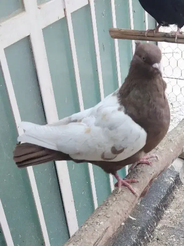 کبوتر|پرنده|اردکان, |دیوار