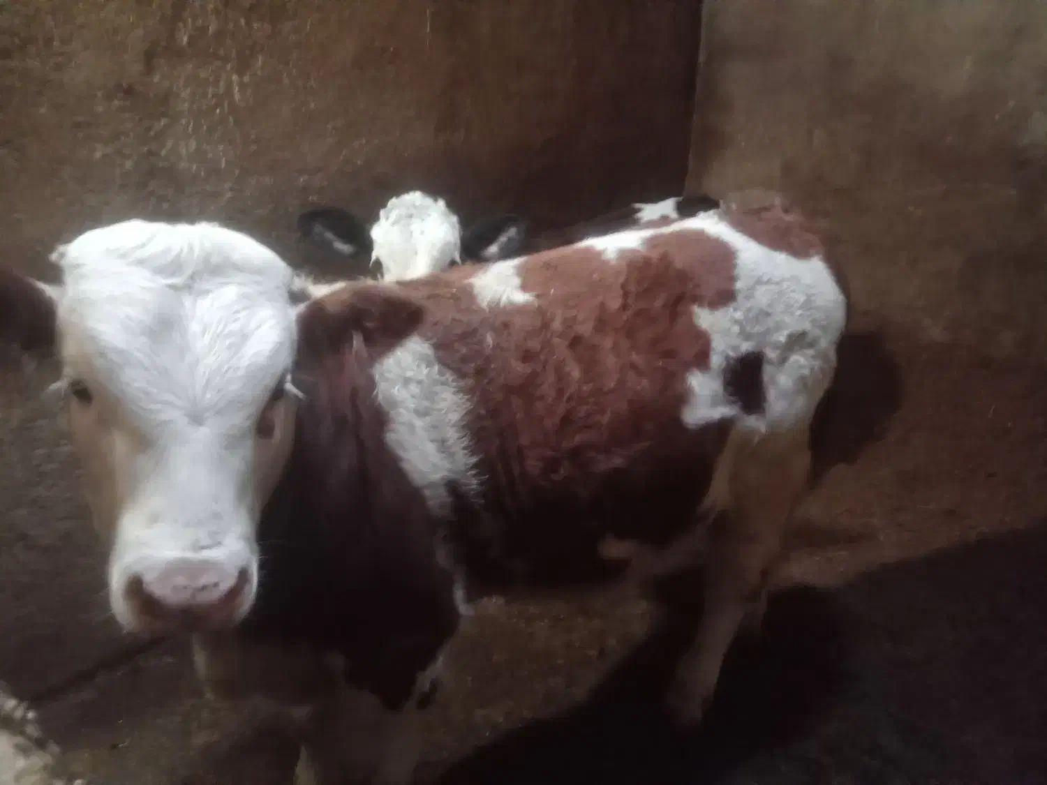 گوساله ۷ماهه|حیوانات مزرعه|دهگلان, |دیوار