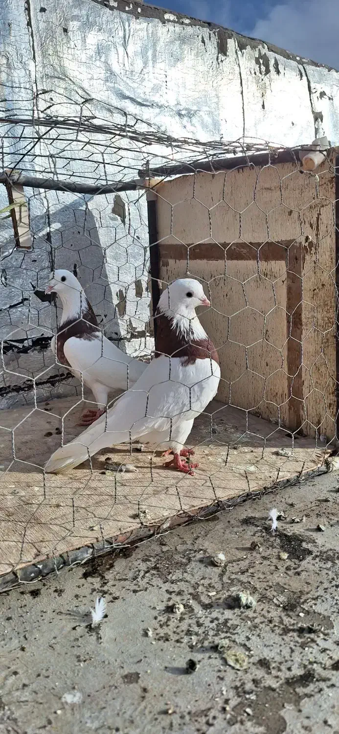 طوقی کفتر|پرنده|قیدار, |دیوار