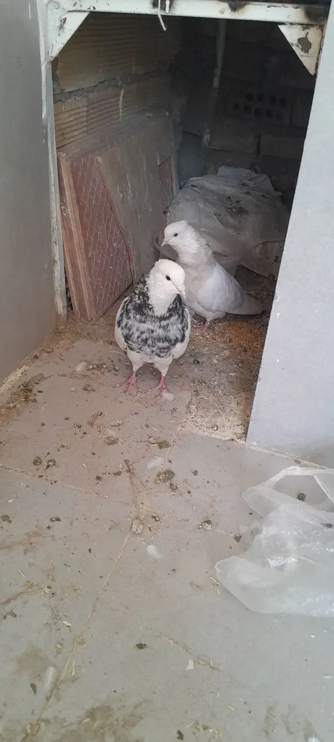 کبوتر.کفتر|پرنده|دهگلان, |دیوار