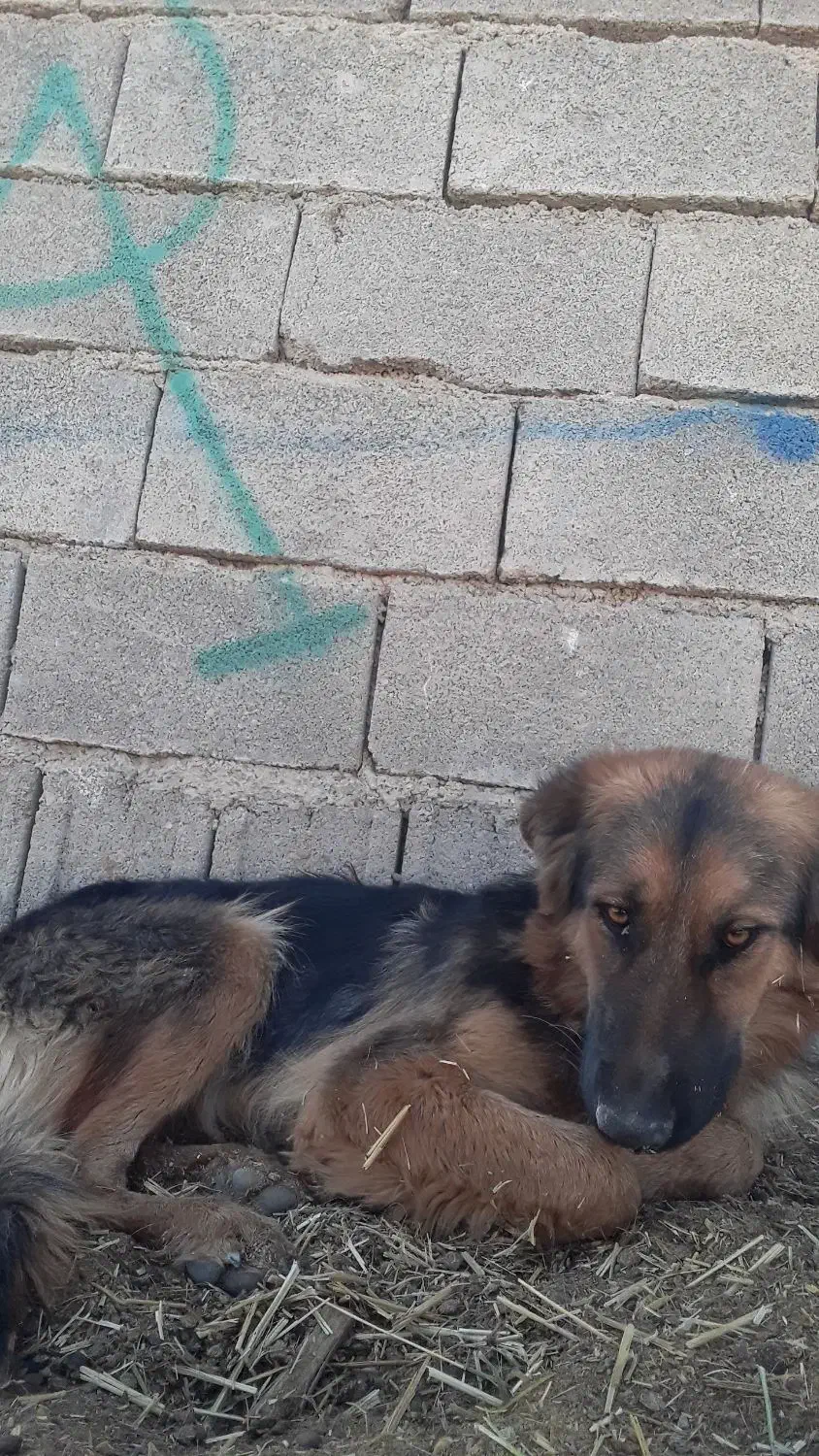 سگ ژرمن مایه واگزاری|سگ|صومای برادوست, |دیوار