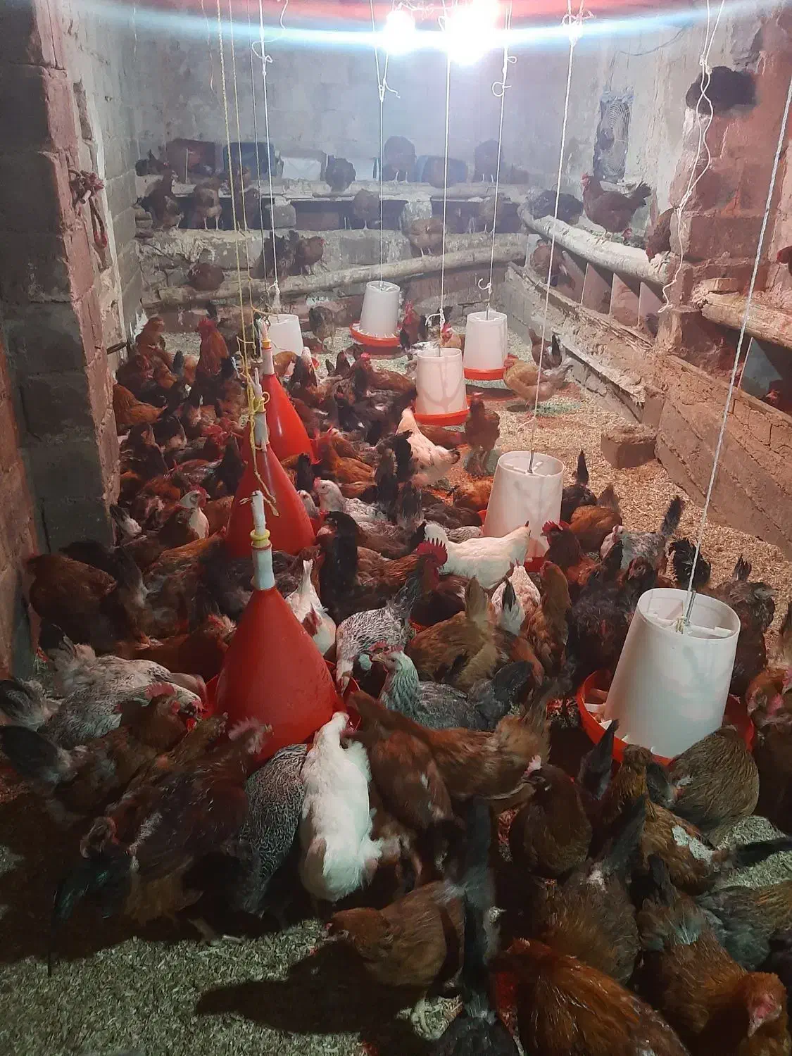 مرغ تخم گذار بومی|حیوانات مزرعه|ناغان, |دیوار