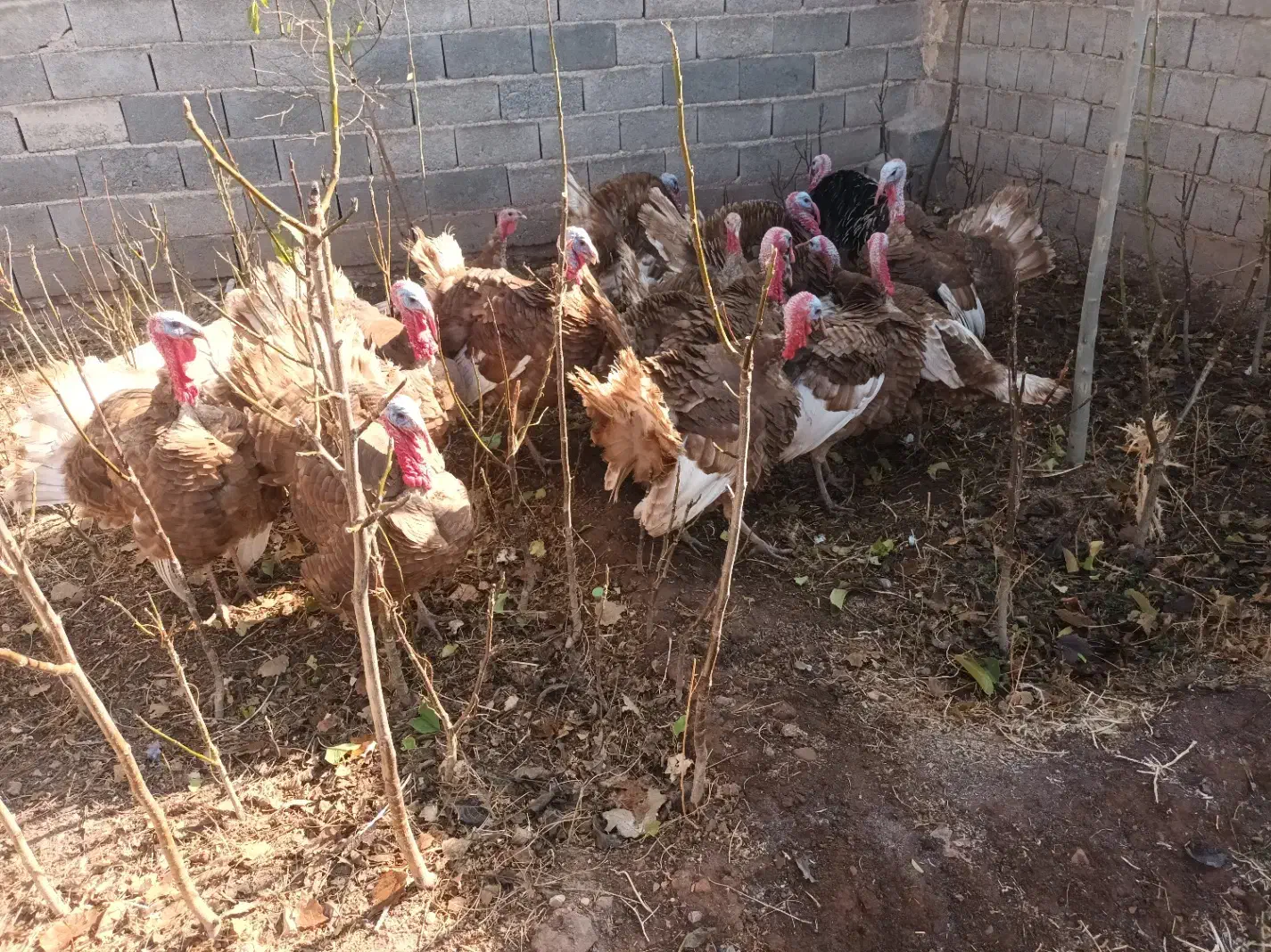 بوقلمون گوشتی ارگانیک|حیوانات مزرعه|ملکان, |دیوار