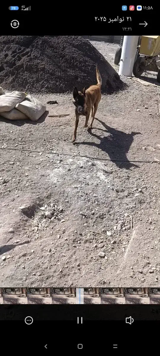 سگ گمشده|حیوانات|بم, |دیوار