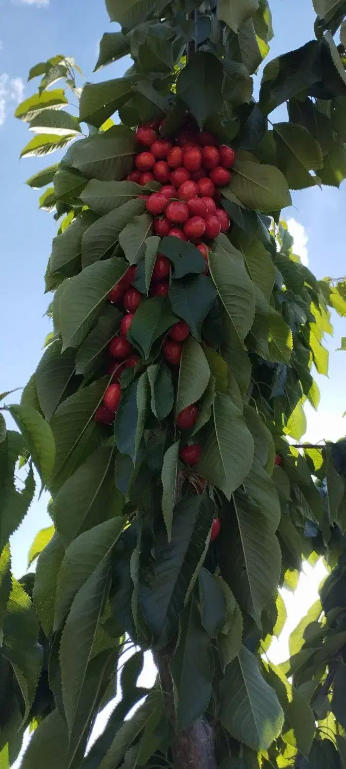 زمین کشاورزی|فروش دفتر صنعتی، کشاورزی، تجاری|سنندج, |دیوار