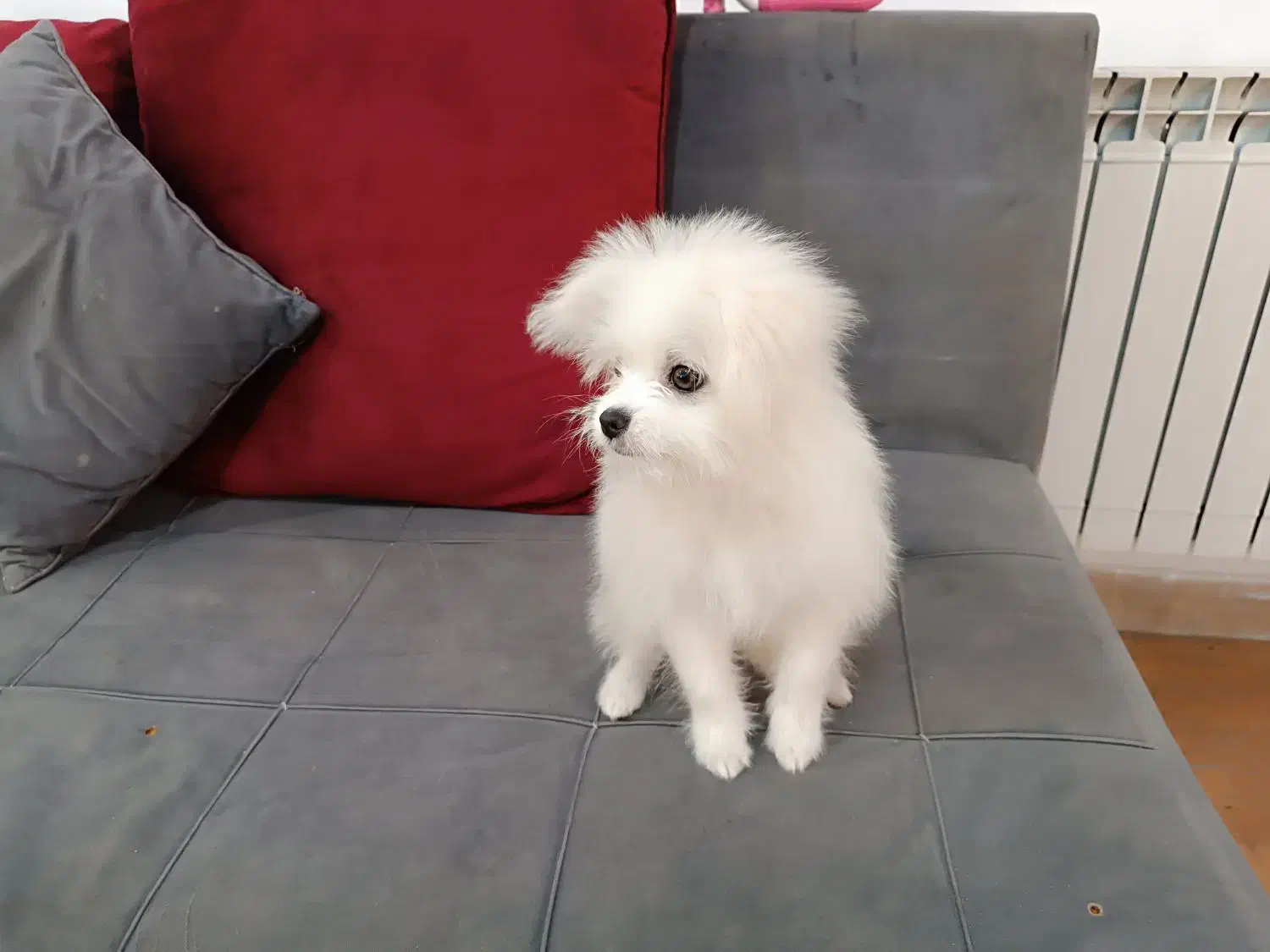 سگ مالتیز ۴ ماهه|سگ|تهران, توحید|دیوار