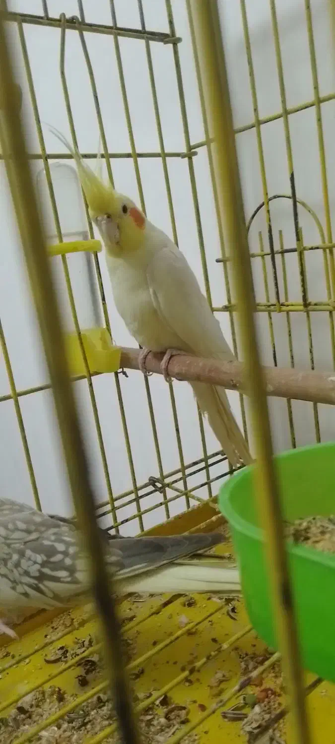 جفت عروس هلندی ۱۲۰۰|پرنده|باقرشهر, |دیوار