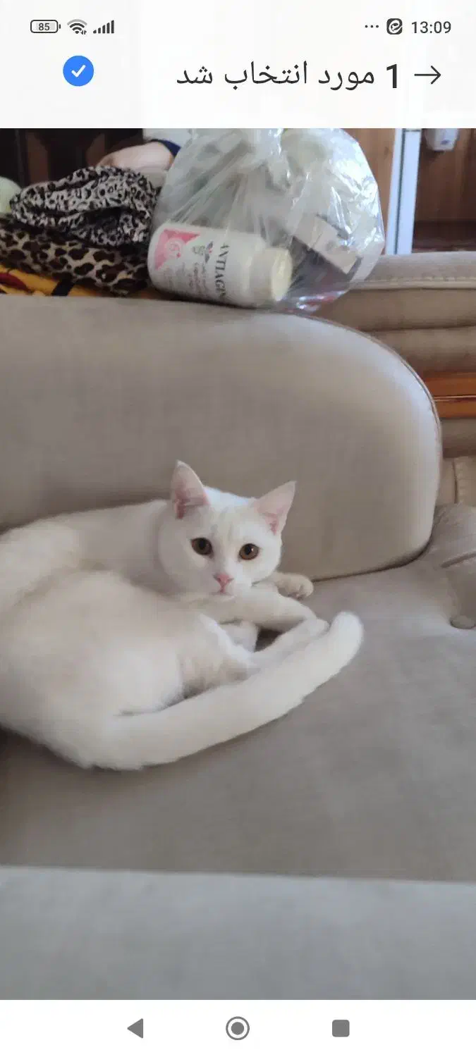 گربه ماده 7ماهه نژاد بریتیش|گربه|دماوند, دماوند|دیوار