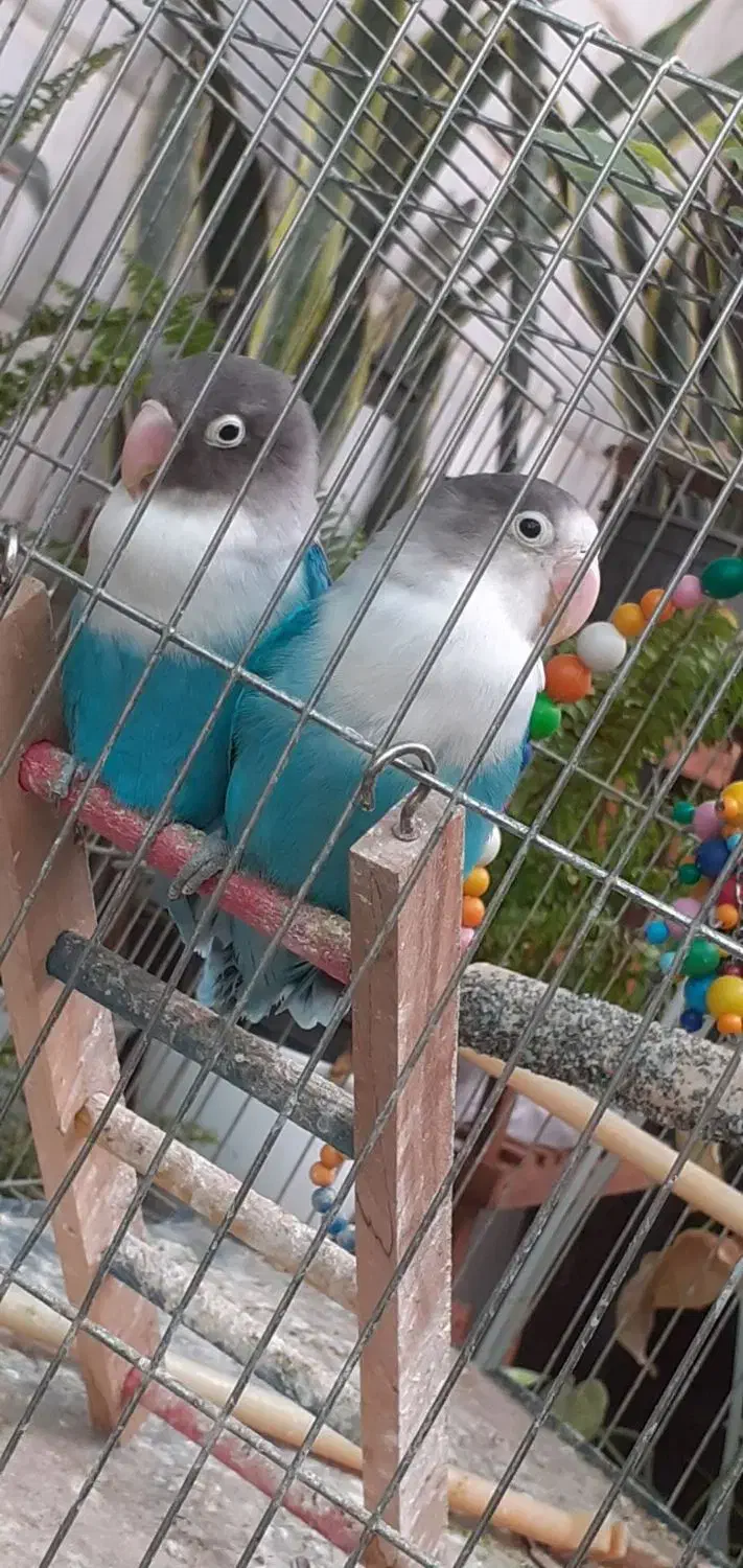 پرنده و....|پرنده|مراغه, |دیوار