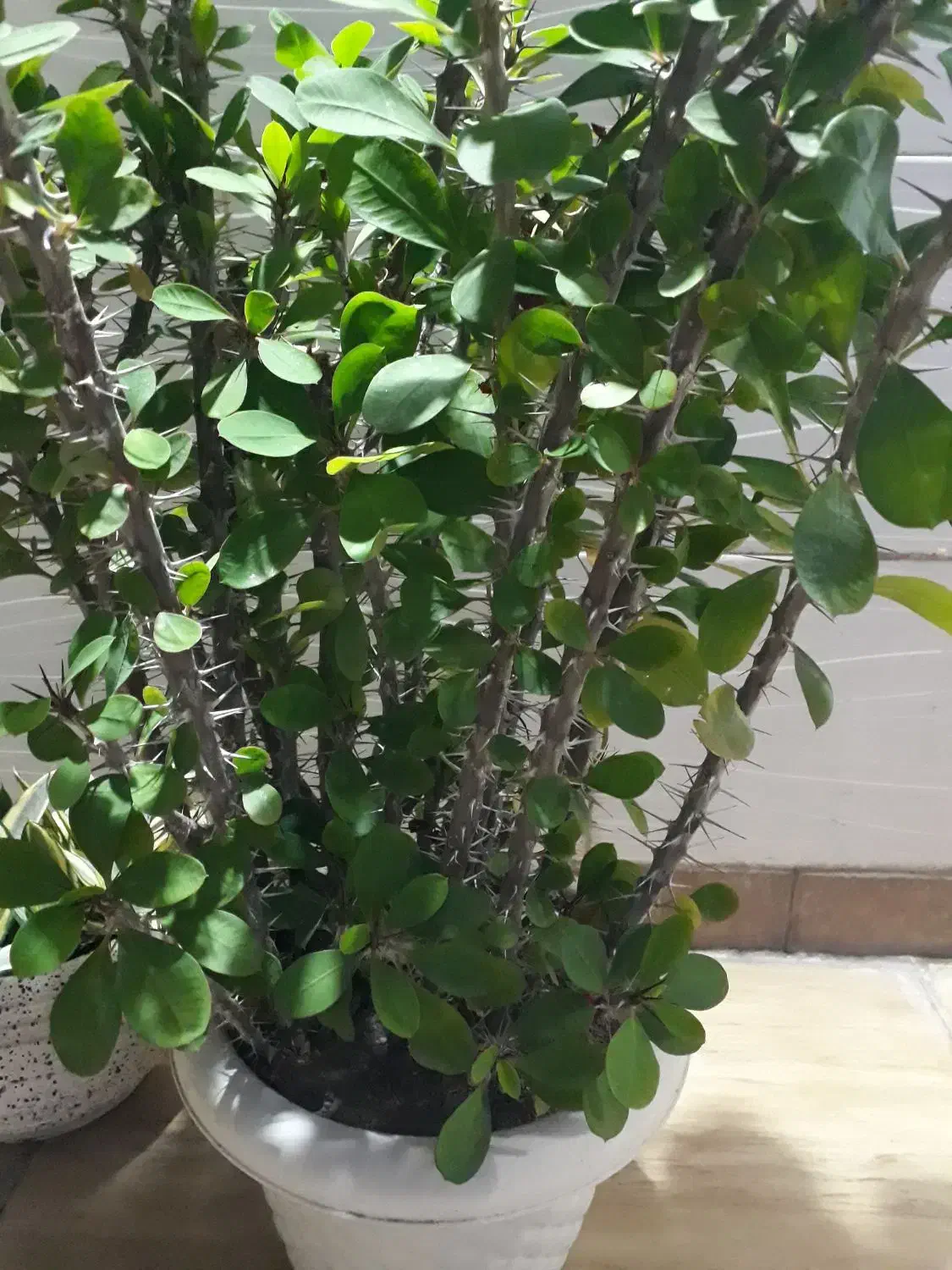 گل یشم و گل مرجان|گل و گیاه طبیعی|رشت, نظری|دیوار