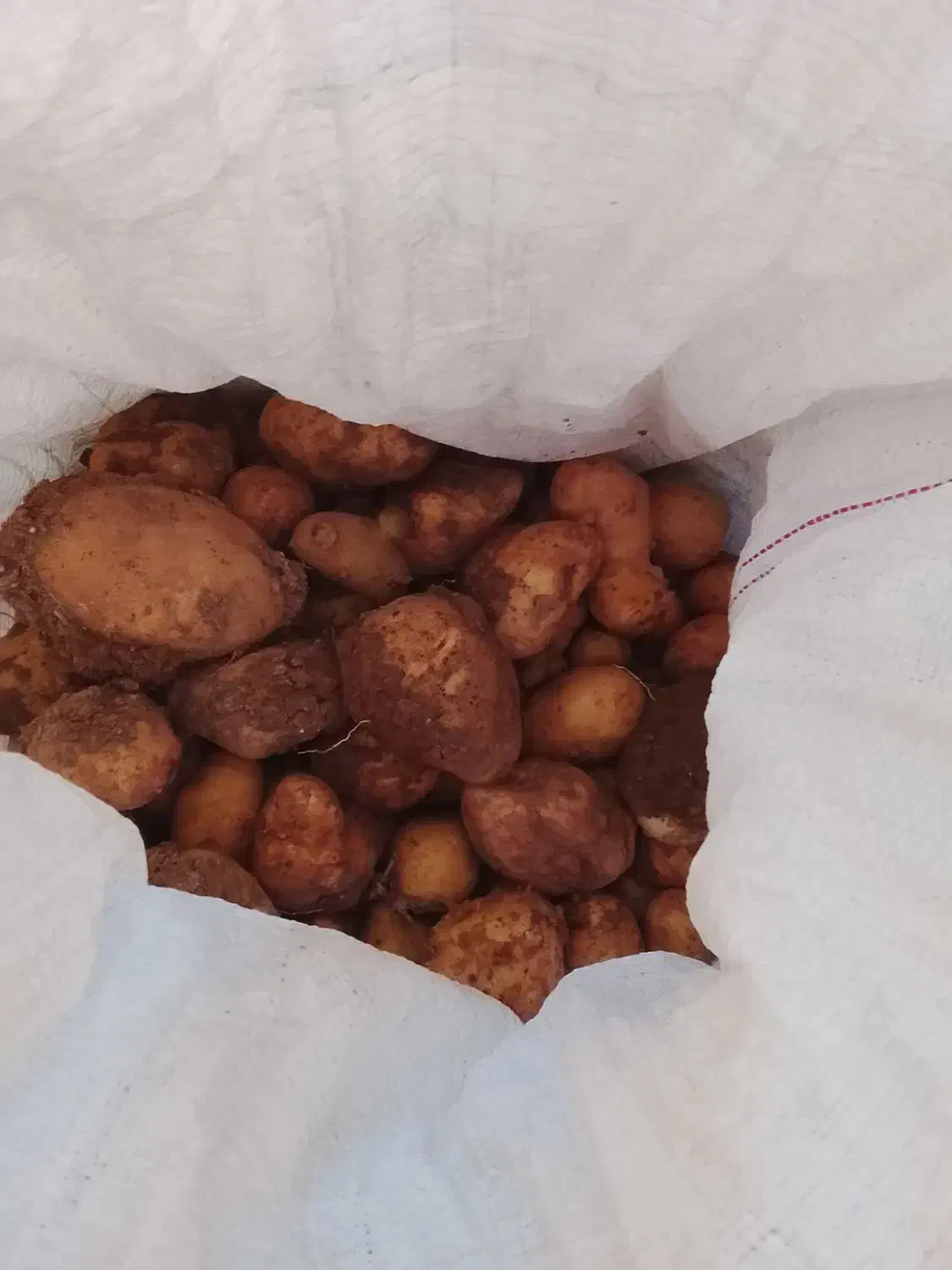 سیب زمینی|خوردنی و آشامیدنی|دیواندره, |دیوار