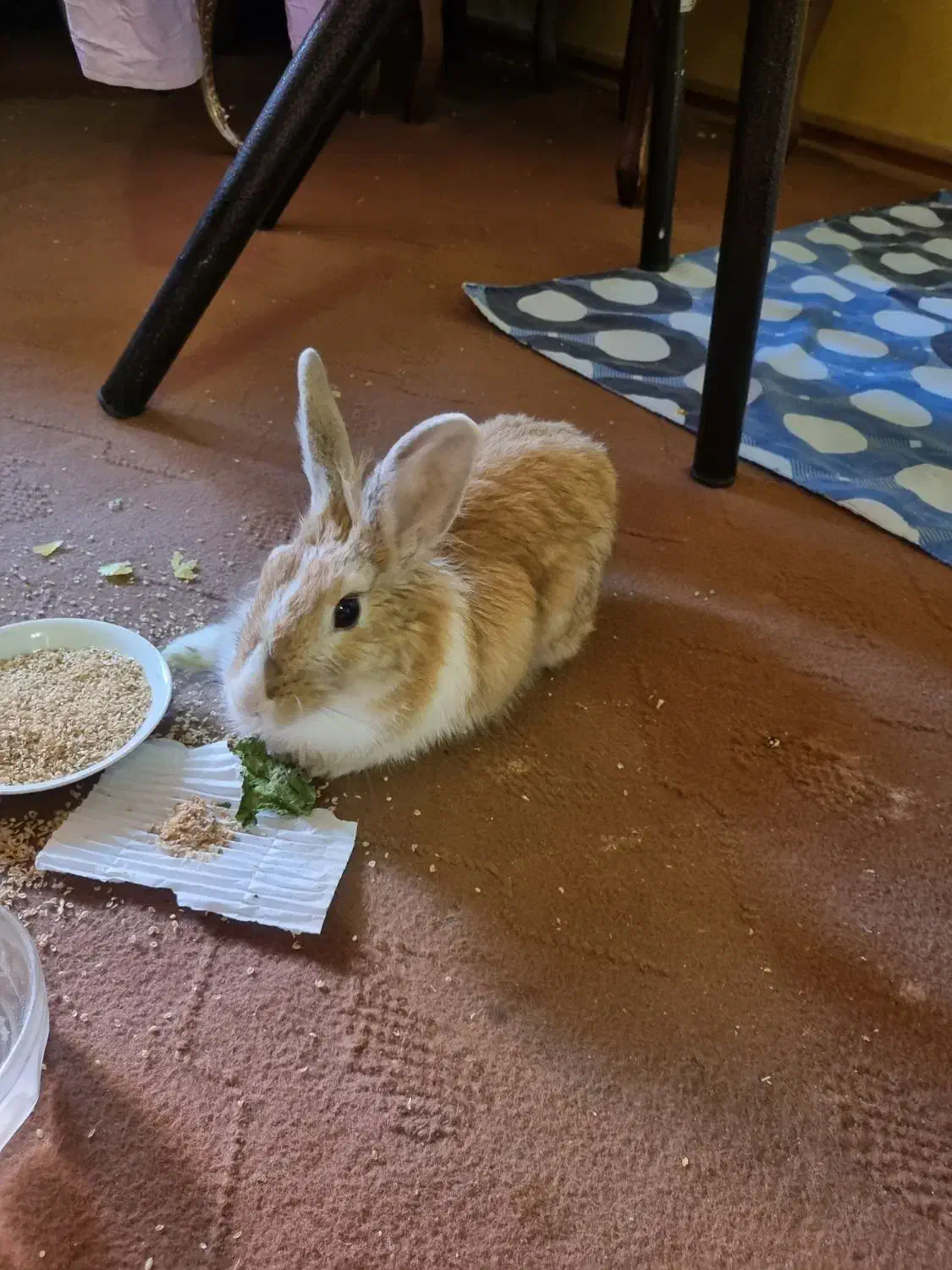 خرگوش نر ارام و اهلی|موش و خرگوش|سهند, |دیوار