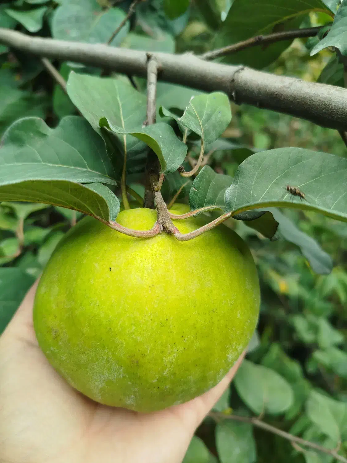 فروش انواع سیاه ریشه|گل و گیاه طبیعی|ارطه, |دیوار