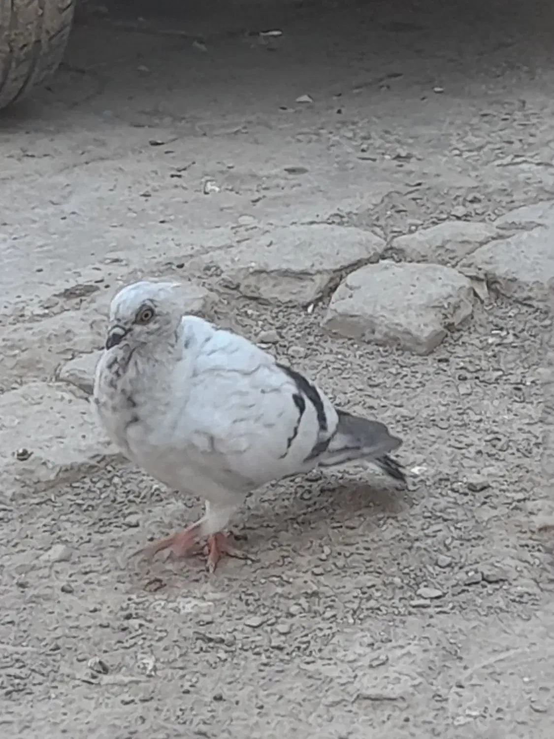 گم شده|حیوانات|زابل, |دیوار